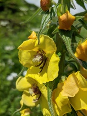 Verbascum spectabile