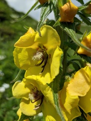 Verbascum spectabile