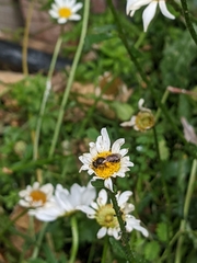Lasioglossum