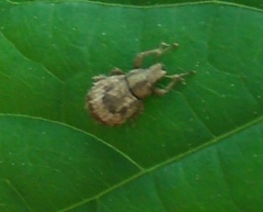 Pseudocneorhinus obesus