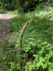 Elymus californicus