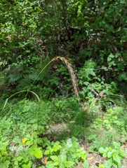 Elymus californicus