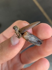 Orthostethus infuscatus