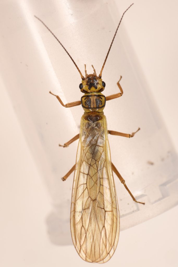 Boreal Sallfly