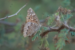 Asterocampa celtis antonia