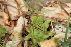Omocestus viridulus