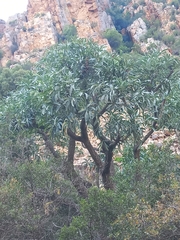 Cussonia gamtoosensis