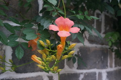 Campsis × tagliabuana