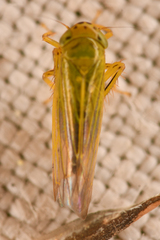 Cicadula