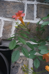 Campsis × tagliabuana