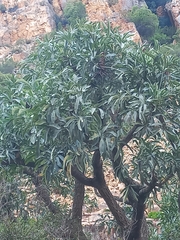 Cussonia gamtoosensis