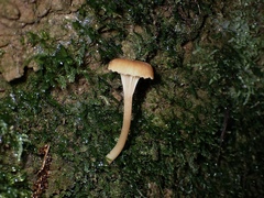 Camarophyllopsis