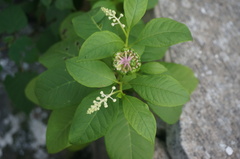 Phytolacca americana