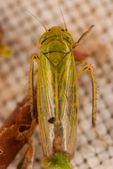 Cicadula