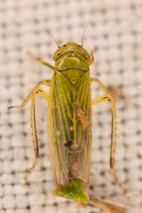 Cicadula