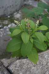 Phytolacca americana