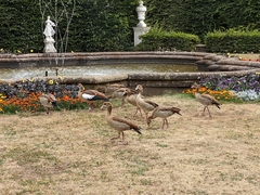 Alopochen aegyptiaca