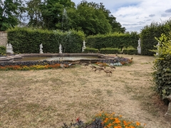 Alopochen aegyptiaca