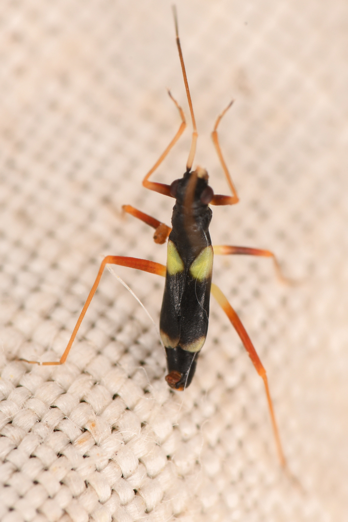 Mimoceps insignis