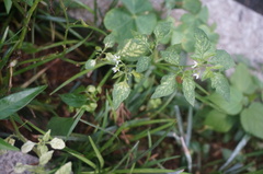 Solanum americanum