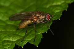 Hydrophoria lancifer