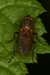 Hydrophoria lancifer