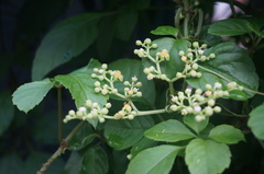 Causonis japonica