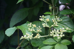 Causonis japonica