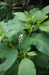 Phytolacca americana