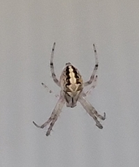 Araneidae