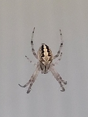 Araneidae