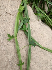 Cissus quadrangularis