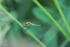 Erythrodiplax basifusca