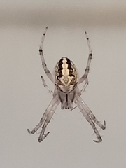 Araneidae
