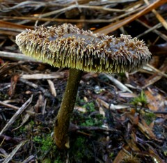 Auriscalpium umbella