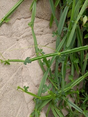 Cissus quadrangularis
