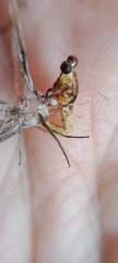Ephemeroidea