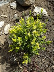 Silene parishii
