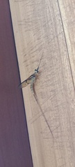 Ephemera vulgata