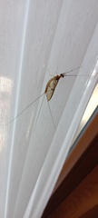 Ephemera vulgata