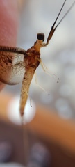 Ephemera vulgata