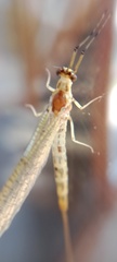 Ephemera danica