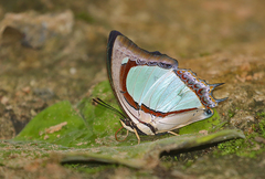 Polyura jalysus