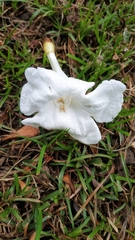 Radermachera sinica