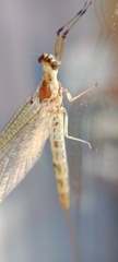 Ephemera danica