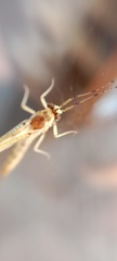 Ephemera danica