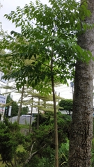 Radermachera sinica