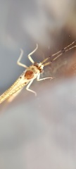 Ephemera danica