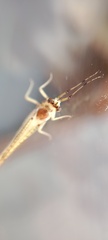 Ephemera danica