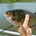 Silver Carp - Photo (c) NOAA Great Lakes Environmental Research Laboratory, some rights reserved (CC BY-SA)